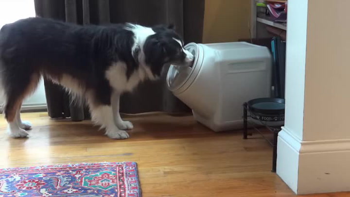 Neuvěříte, jak chytrý jen tenhle pes. Takhle si poradil se skrýší na granule!