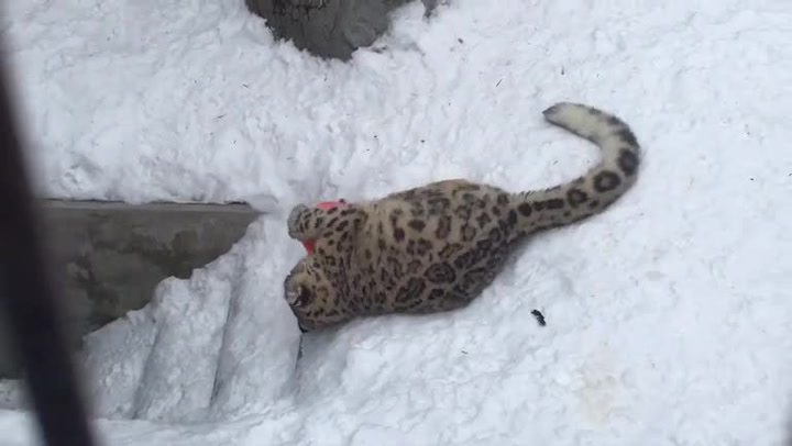 Svou nemotorností dostala tahle obří kočka celou zoo. Tohle je nejvtipnější video dne!