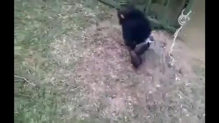 Děsné týrání: Z malého uvězněného šimpanze udělali alkoholika!