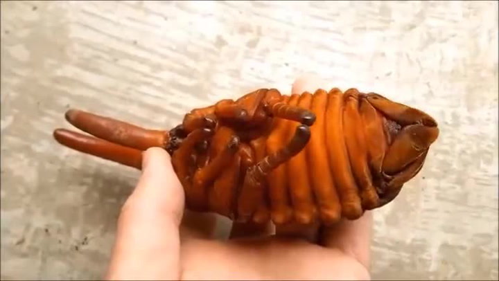 Přinesl si domů malého červíka. Neuvěříte, co se z něj vylíhlo!