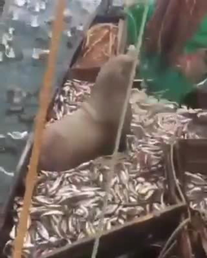 Tohle ještě nikdy nezažili! Když rybáři vysypávali ze sítě úlovek, čekalo je obří překvapení!