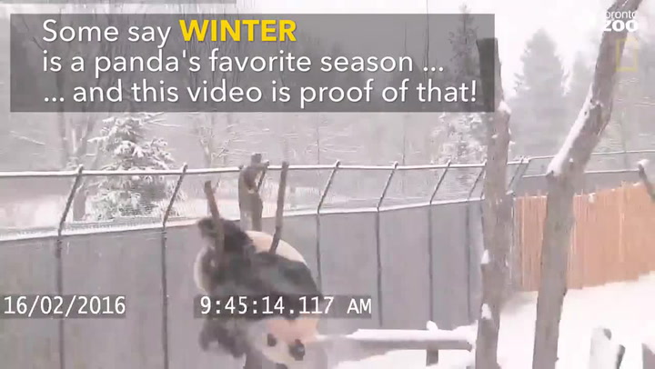 Panda má ze sněhu obrovskou radost! Video s jejím dováděním oblétlo svět