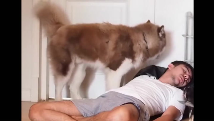 Jak by se zachoval váš pes, kdybyste umírali? Tenhle týpek připravil drsný test!