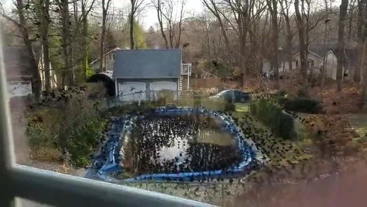 Chlapík se vzbudil a podíval se z okna na svůj bazén. Nemohl uvěřit, co se tam děje!