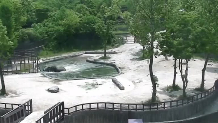 Hloupá zvířata? Slůně v ZOO spadlo do hluboké vody, ostatní sloni zorganizovali komplikovanou záchranu!
