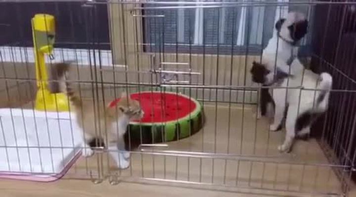 Útok roztomilosti! Reakci dvou štěňat na roztomilé koťátko si prostě nemůžete nechat ujít!