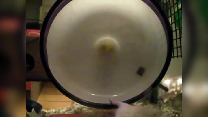 Tenhle křeček vám zlepší den! Jeho kaskadérským kreacím v kole se nepřestanete smát!