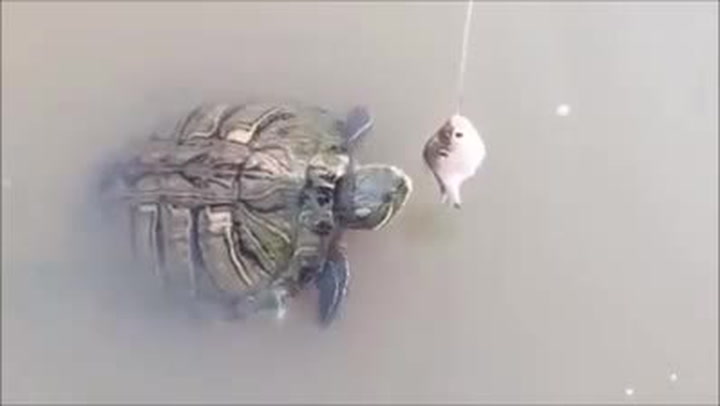 Děsivá scéna při krmení divoké želvy! Její svačinu si vyhlédlo něco mnohem děsivějšího