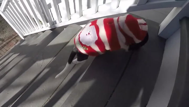 Tohle štěně našli strádat s rozdrcenou tlapkou. Neuvěříte, jakou proměnou prošlo!