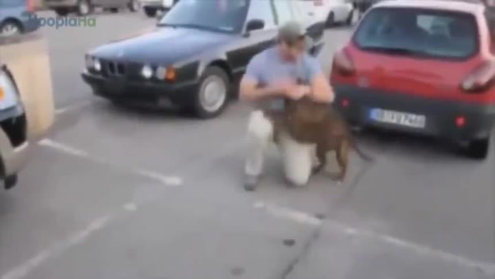 Nejen rodina září štěstím! Tohle jsou nejlepší záběry psů, kteří se shledali s páníčky – veterány!