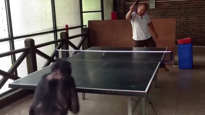 Neuvěřitelné video! Šimpanz Dodo miluje ping pong a naučil se ho i hrát