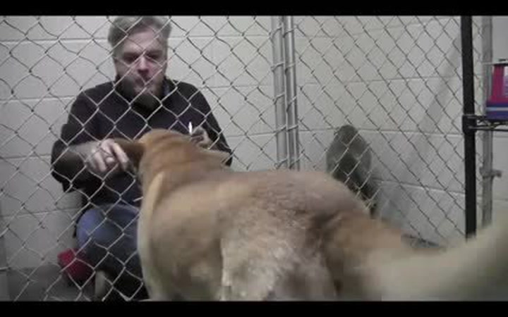 Krásné video. Podívejte se, co udělal obětavý veterinář, aby uklidnil týraného pejska