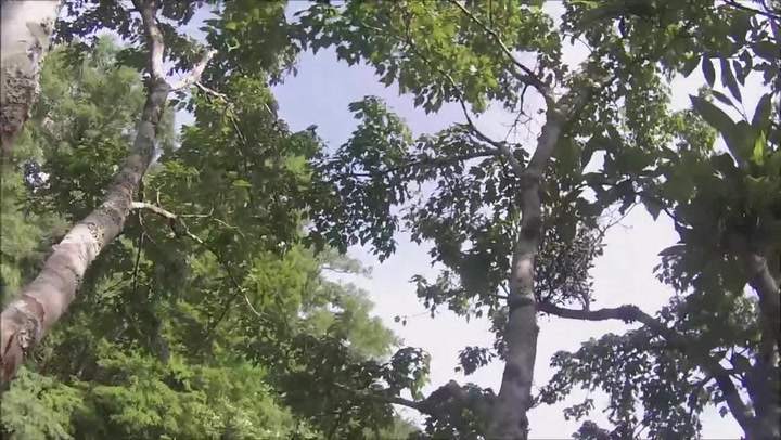 Vylezl na dvacetimetrový strom a skočil do řeky. Podívejte se na šílené video!