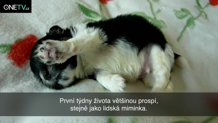 Čerstvě narozené štěně někdo pohodil na chodník: Roztomilejší zvíře jste neviděli!