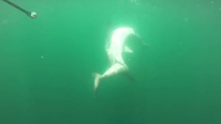 Rybáři ponořili kameru do vody. To, co uviděli pod hladinou, jim způsobilo husí kůži