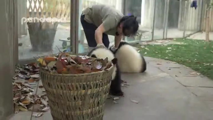 Jaké je to uklízet pandám? Video se zlomyslnými medvídky se stalo okamžitě hitem!