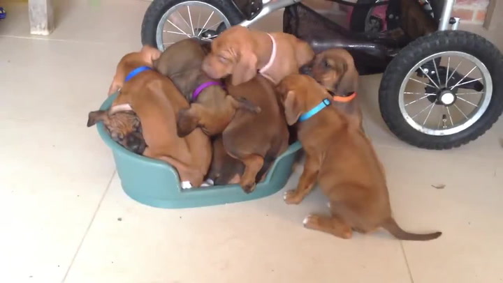 Znáte ten pocit když vám sourozenci „ničí“ život? Pak by jste se měli podívat na tohle video