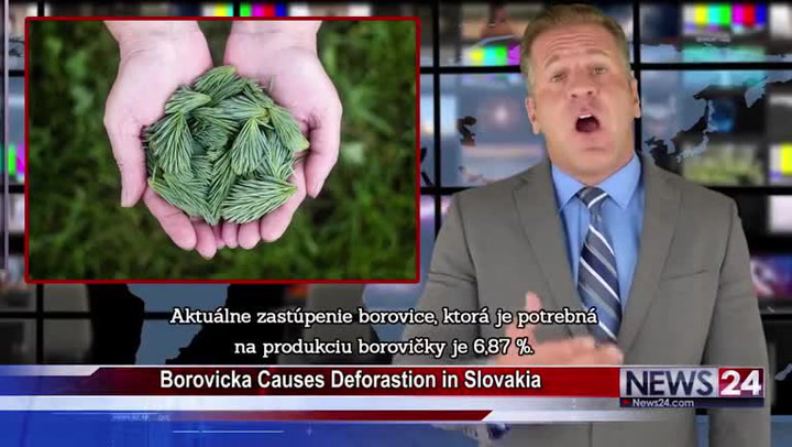 Kvůli borovičce vykácí na Slovensku borovice! Video z amerických zpráv baví Čechy i Slováky!