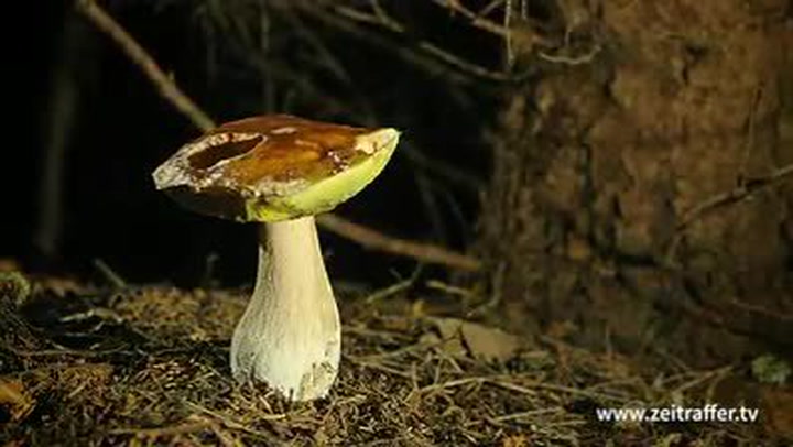 Úžasné zrychlené video ukazuje, jak z ‚ničeho‘ vyroste parádní hříbek! To je nádhera