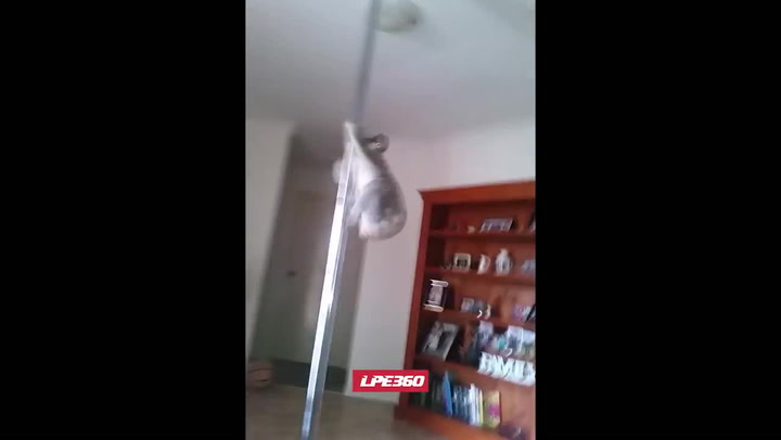 Koala, která tančí u tyče vám okamžitě zlepší den!