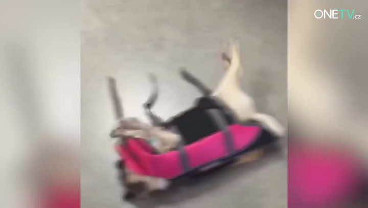 I psi mají své dny! Dopřejte si pořádnou dávku roztomilosti a smíchu!