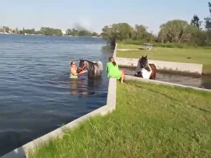 Tihle koně se poprvé v životě koupali. Jejich reakce na vodu prostě musíte vidět!