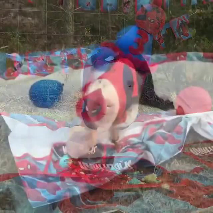 Domácímu prasátku vystrojili narozeniny jako dítěti. Dárky rozbalovalo v kostýmu Spidermana