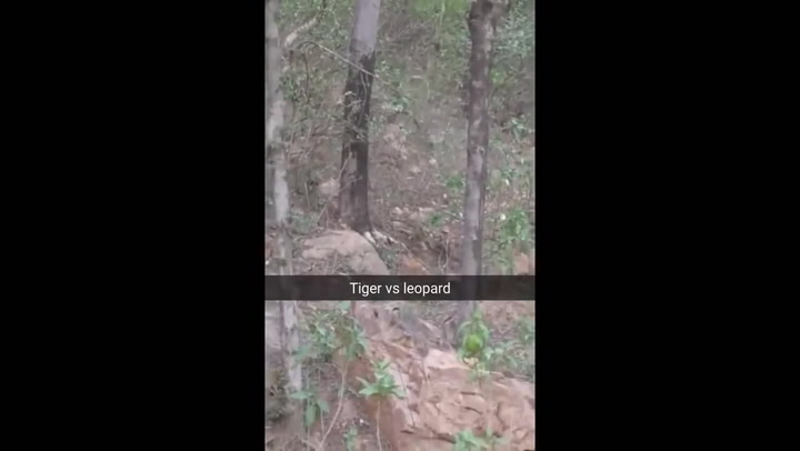 Hrůzná scéna na safari. Setkání leoparda s tygrem neskončilo dobře