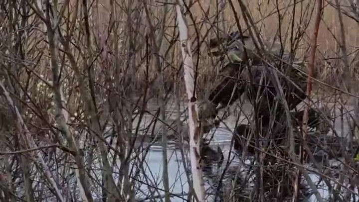 Srdce ze zlata! Když tihle airsofťáci viděli totálně vyčerpané zvíře, s jeho záchranou neváhali ani minutu