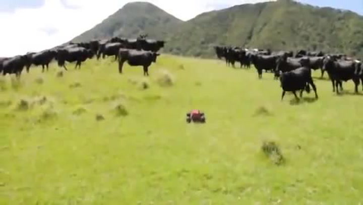 TAK TO VÁS ZARUČENĚ ROZESMĚJE! Podívejte se, jak stádo krav reaguje na autíčko na ovládání