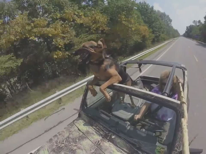 Záběry, jak obří pes zbožňuje jízdu v kabrioletu, vám vylepší den!