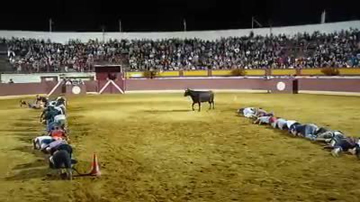 Neskutečně nebezpečná francouzská zábava. Dvě družstva lidí se plíží kolem rozzuřeného býka