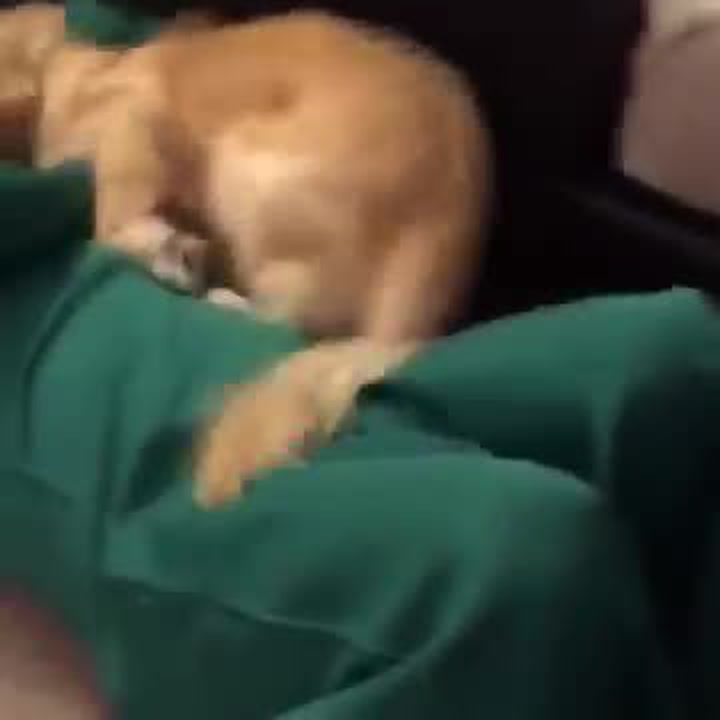 Tak tohle je reakce k nezaplacení! Podívejte se co udělá pejsek, kterému oživla nejoblíbenější hračka