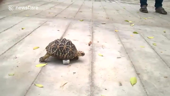 Želva přišla kvůli zranění o přední nohy, pomohl jí geniální vynález!