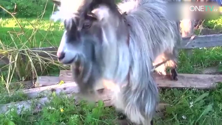 Když kozy nemají své dny aneb ty nejlepší kozí trapasy!