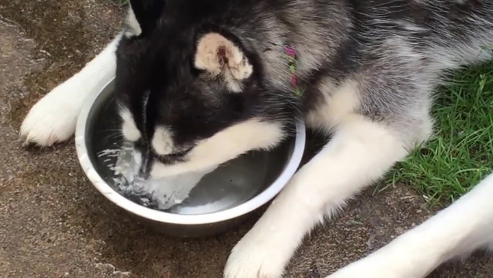 Nejroztomilejší zábava na světě. Až uvidíte, co baví tohoto huskyho, puknete smíchy!