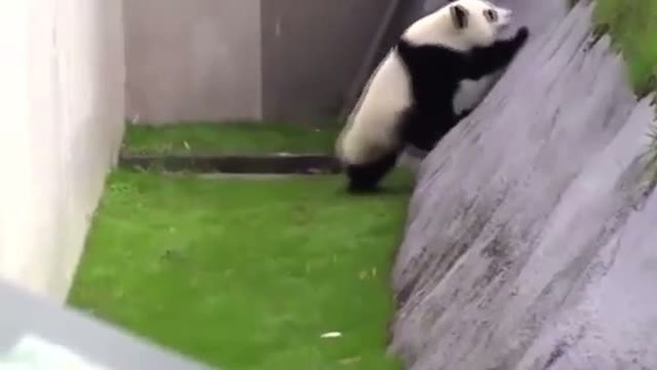 Tahle panda vás donutí přemýšlet, jestli je to pořád ještě medvěd! Tohle musíte vidět