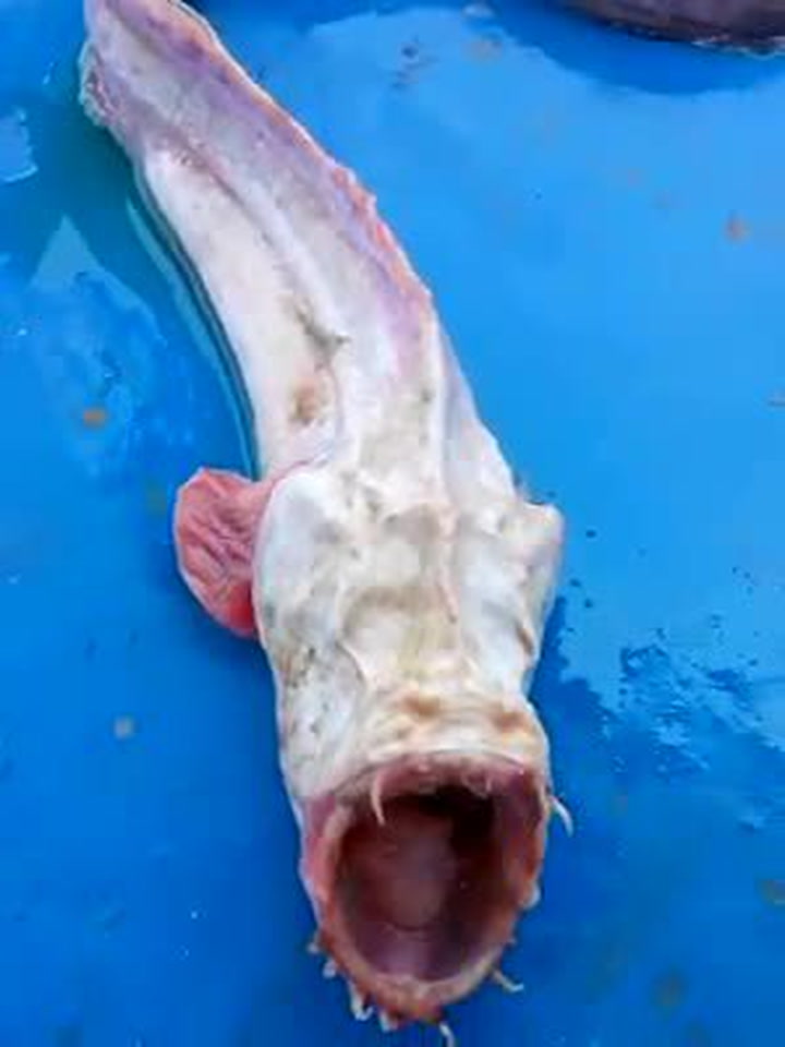 Co to je? Z moře vylovili podivného tvora podobného drakovi!