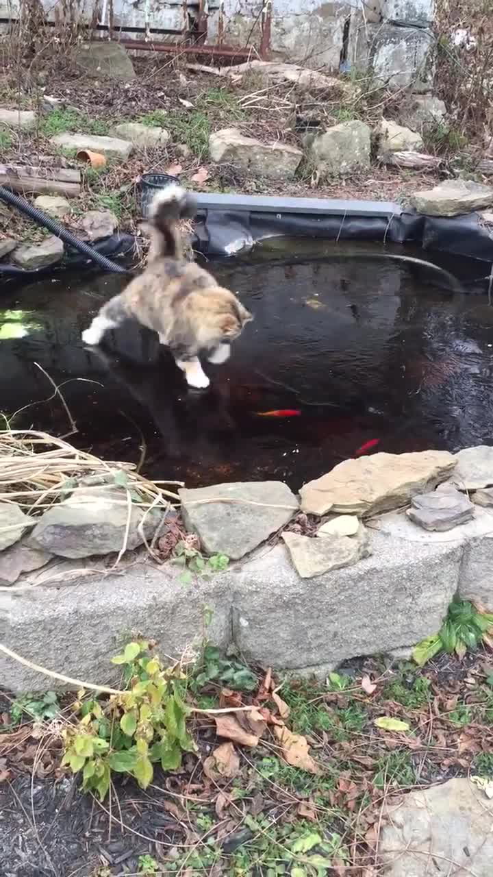 Proč se na ně nemůžu dostat? Video se zmatenou kočičko baví internet!