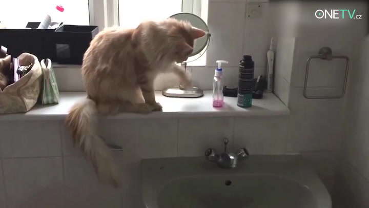 Smích zaručen: Kočky a jejich brutální pády nikdy nezklamou!