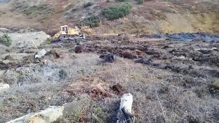 Neuvěřitelné přátelství! Lesní dělník a divoký medvěd zbožňují společné snídaně!