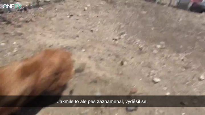 Na konci celého příběhu je tento šťastný pejsek: Co všechno si ale musel prožít?