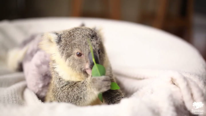 Tahle malá koala je to nejroztomilejší zvířátko, které jste kdy viděli