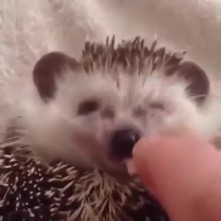 Jak potěšit pořádně naštvaného ježka? Tohle video vám zlepší den