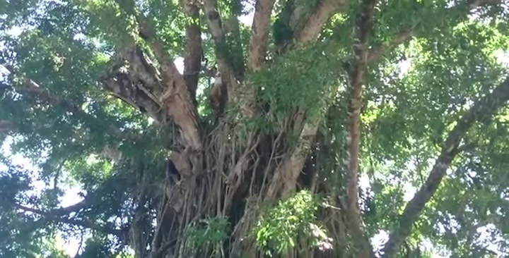 Spiderman žije! Podívejte se, co dokáže tenhle kluk bez jakékoliv výbavy!