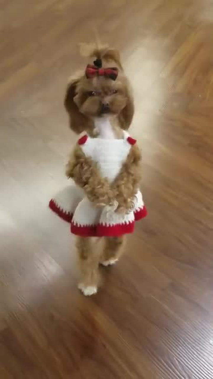 Tohle fakt není panenka! Tohle je nejroztomilejší pes, který šíři radost mezi nemocné lidi