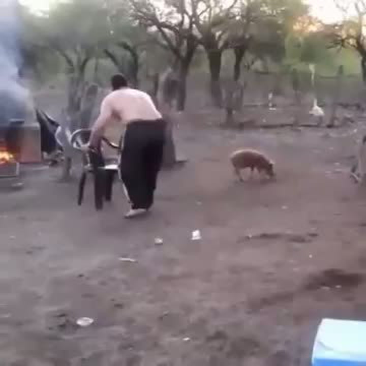 Šlo o život! Chtěl chytit malé sele, jeho obří máma se mu drsně pomstila