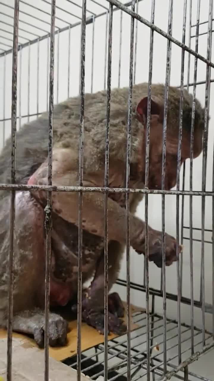 Nechutné pokusy na zvířatech neberou konce! Takhle trpí kvůli testování kosmetiky známé firmy