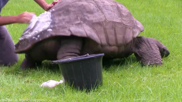 Takhle vypadá nejstarší zvíře na světě! Ve sto osmdesáti letech zažívá první mytí v životě!
