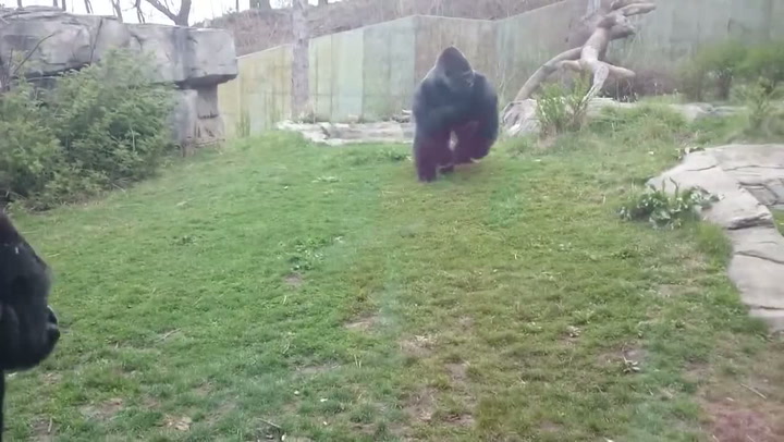 Holčička si bila do hrudi před gorilou v ZOO. Ta na ni okamžitě zaútočila!